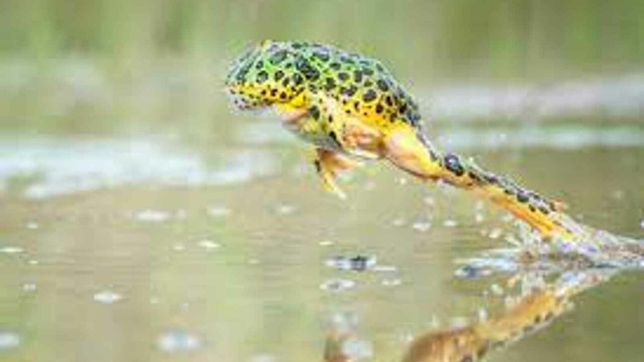 National Frog Jumping Day 2023: Date, History, Significance and Facts