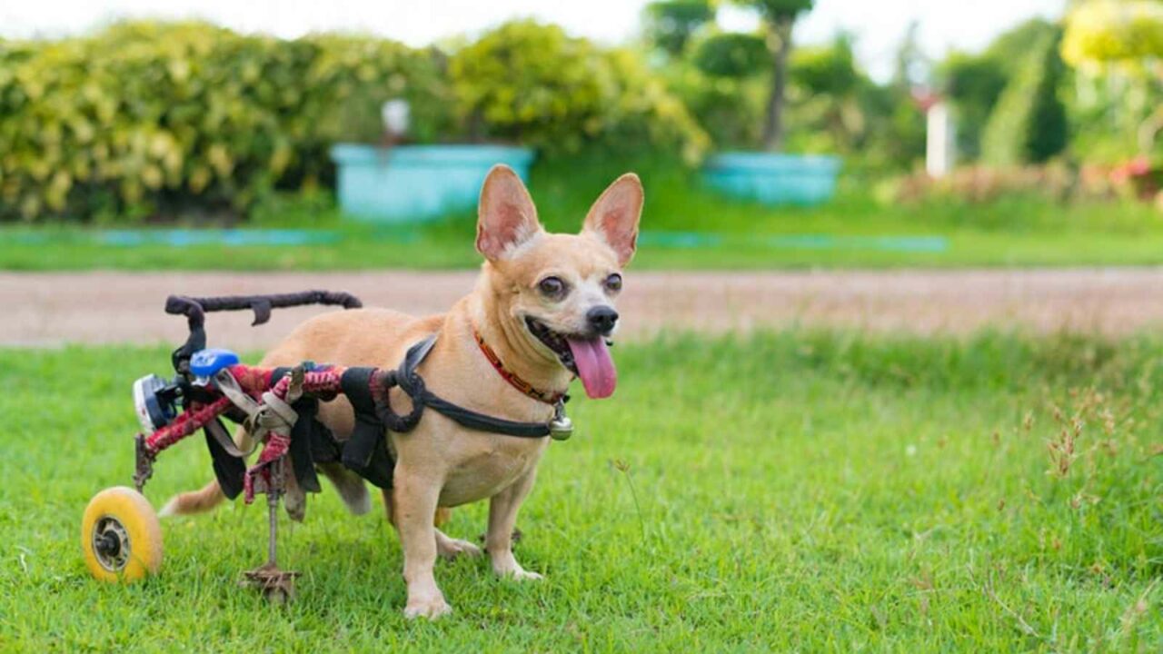 National Specially-Abled Pets Day 2023: Date, History, Activities and Facts