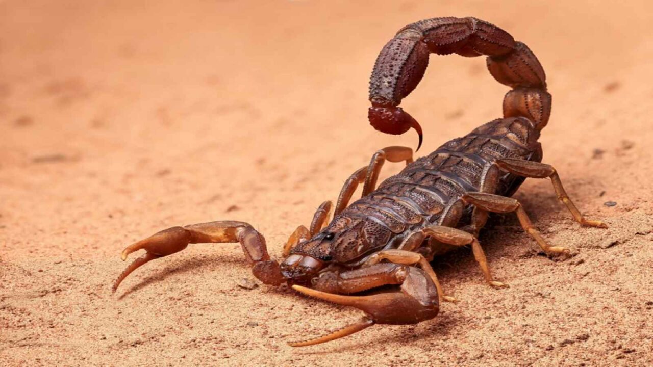 Scorpion bites woman passenger