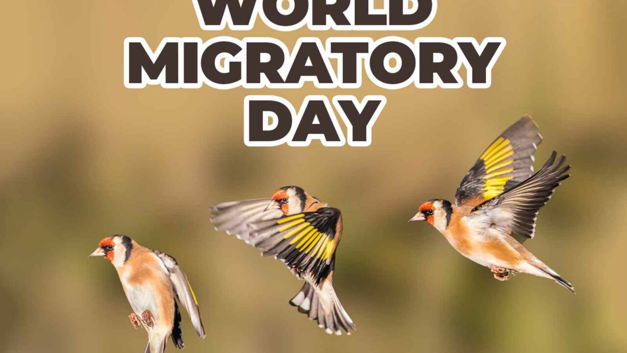 World Migratory Bird Day 2023: Date, History, Significance and Facts