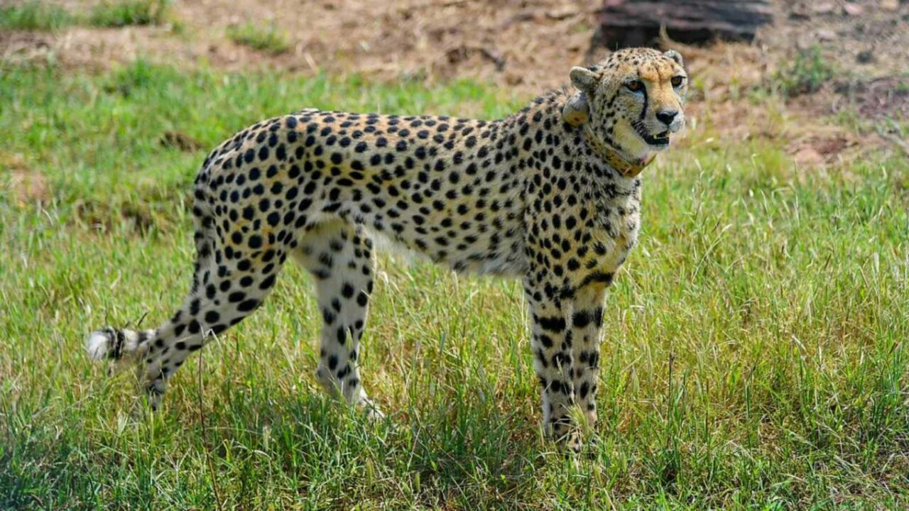 death of cheetah in Kuno National Park