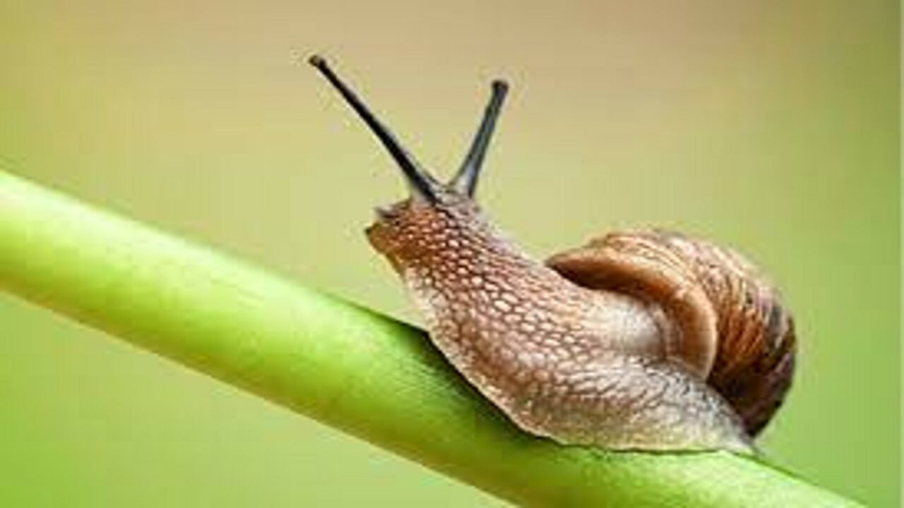 National Snail Day 2023 (US): History, Dates and Facts