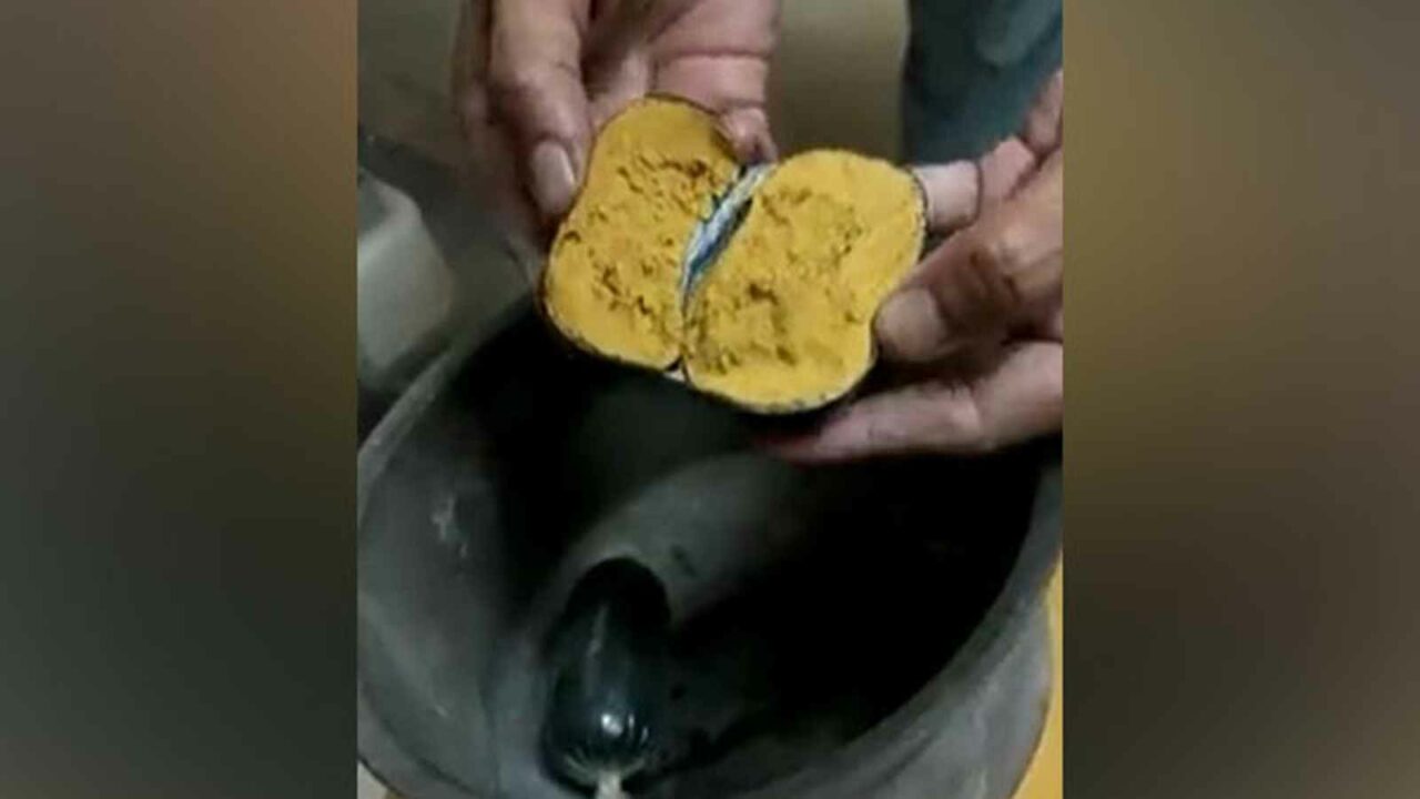Telangana: Customs seizes gold worth Rs 42 lakh, concealed in man's rectum