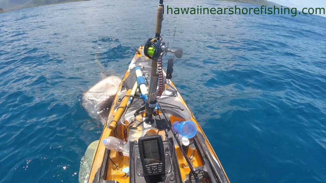 Watch: Huge Shark Attacks Fisherman On Kayak off coast of Hawaii