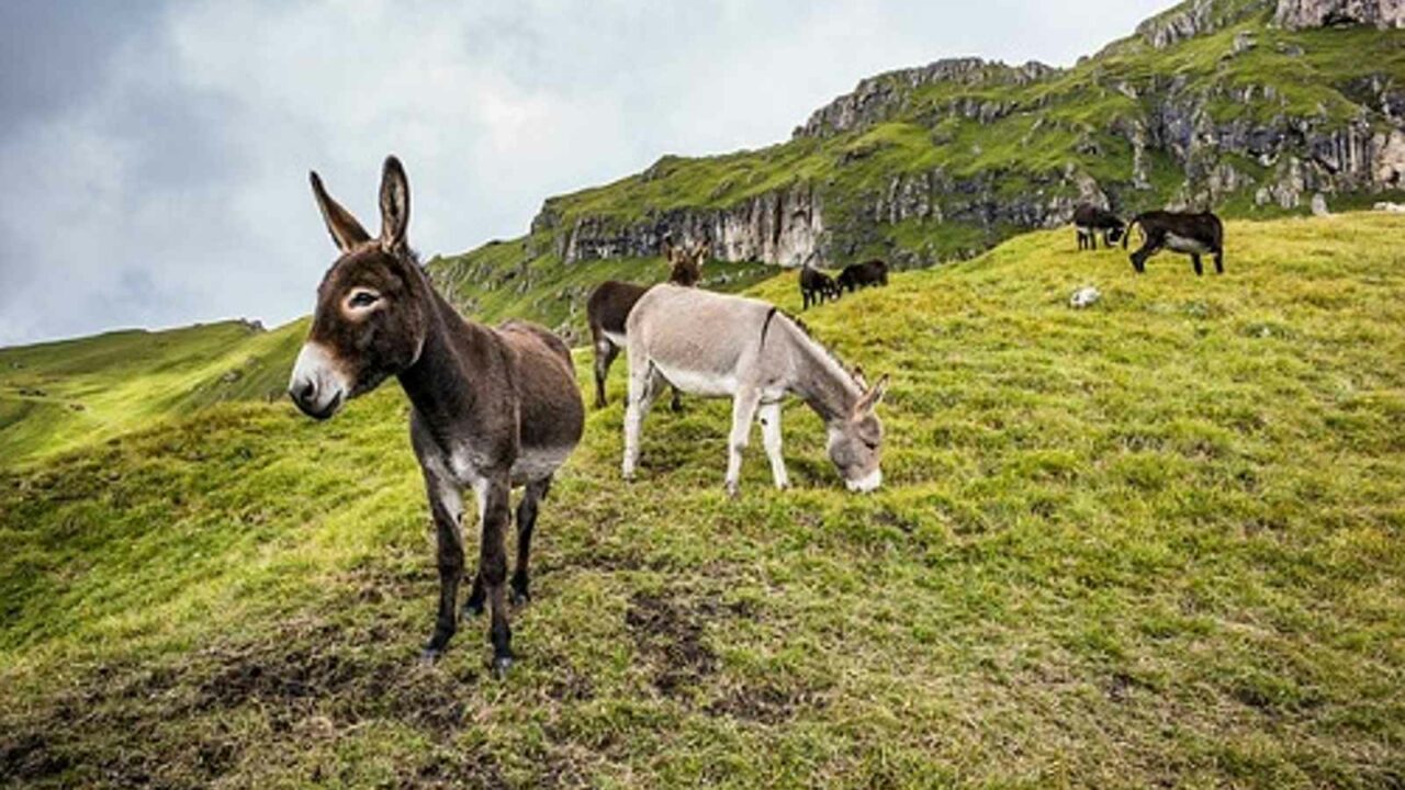 World Donkey Day 2023: Date, History, Significance and Facts
