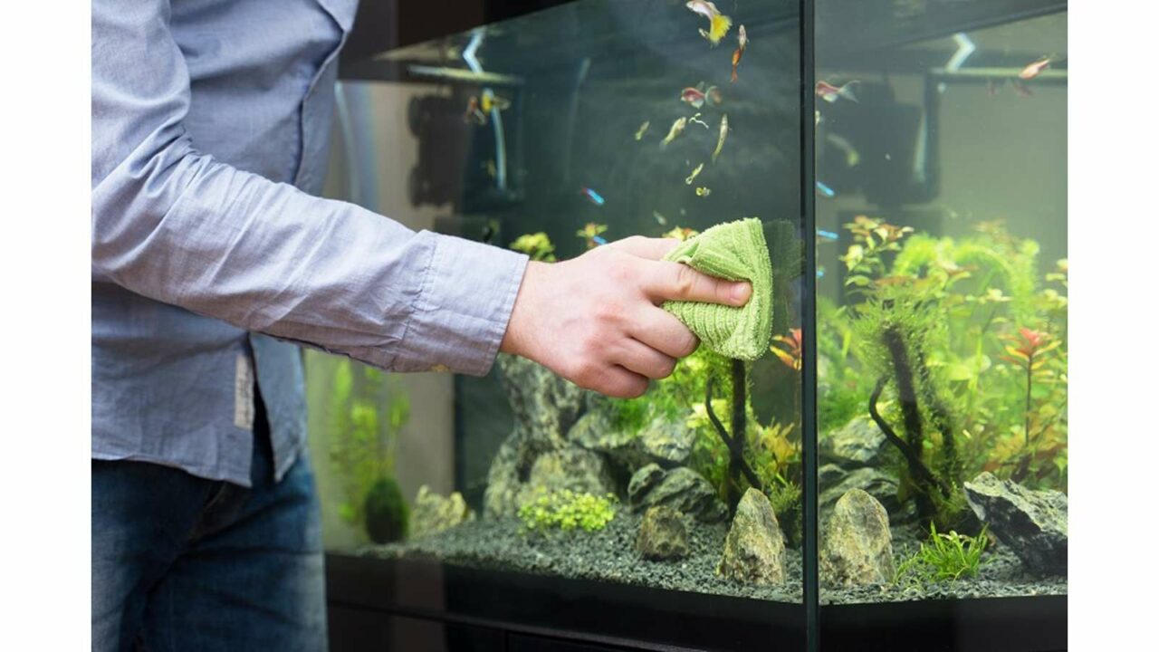 Clean Your Aquarium Day 2023 (US): Facts, Dates and History
