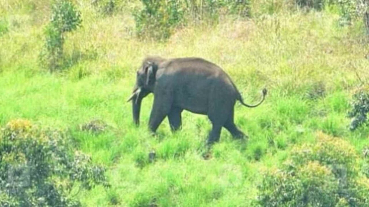 Wild tusker Arikomban freed into forest, his health is fine, says TN forest official