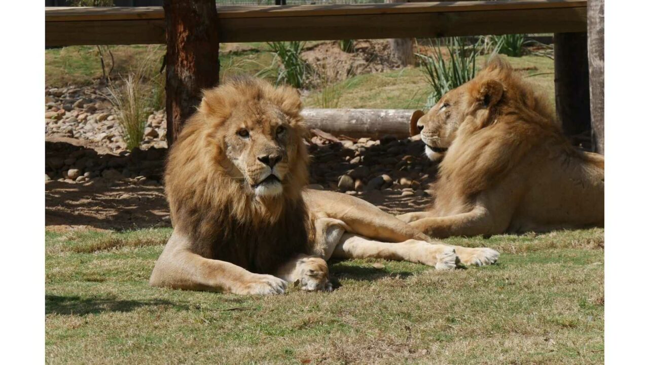 American Zoo Day 2023 (US): Facts, Dates and History