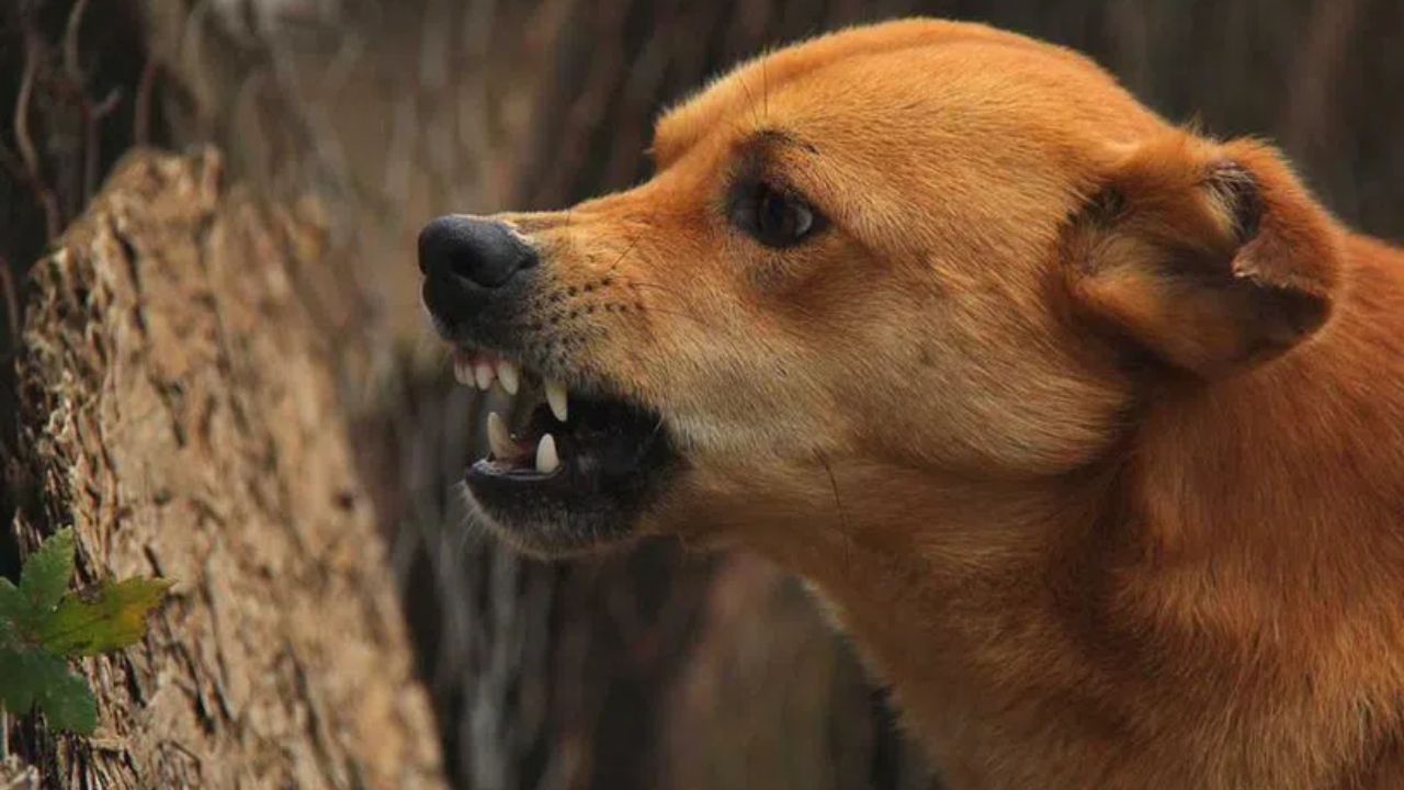 _Rampaging Dog Bites 14 People in Jalaun within 16 Hours