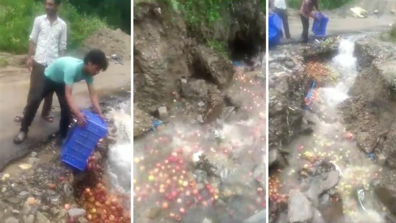 Himachal minister orders probe after video of apple growers dumping produce in stream goes viral