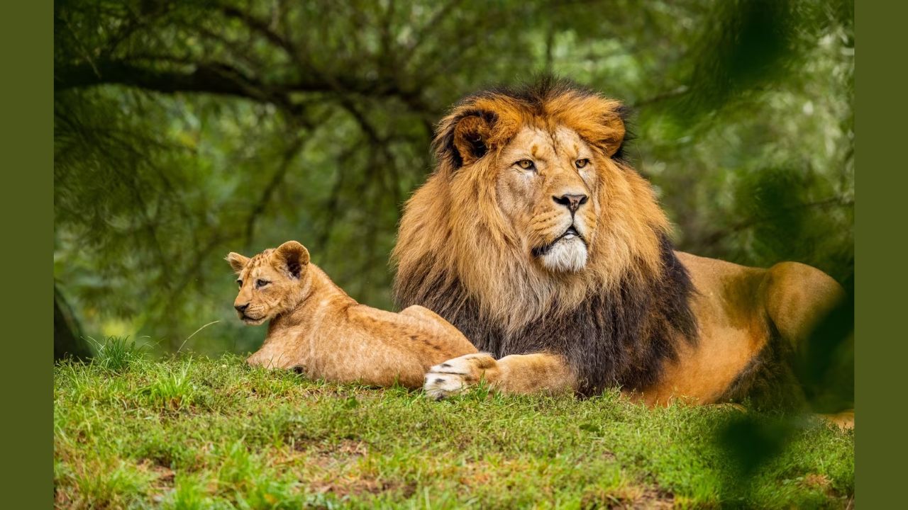 World Lion Day 2023