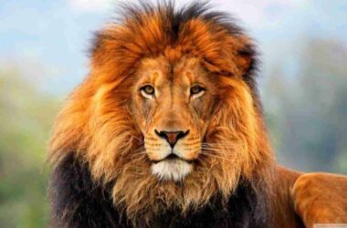 World Lion Day: Quotes, Messages, Slogans and More!