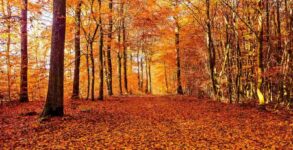Fall Equinox 2023 (US) Date, History, Facts, Activities