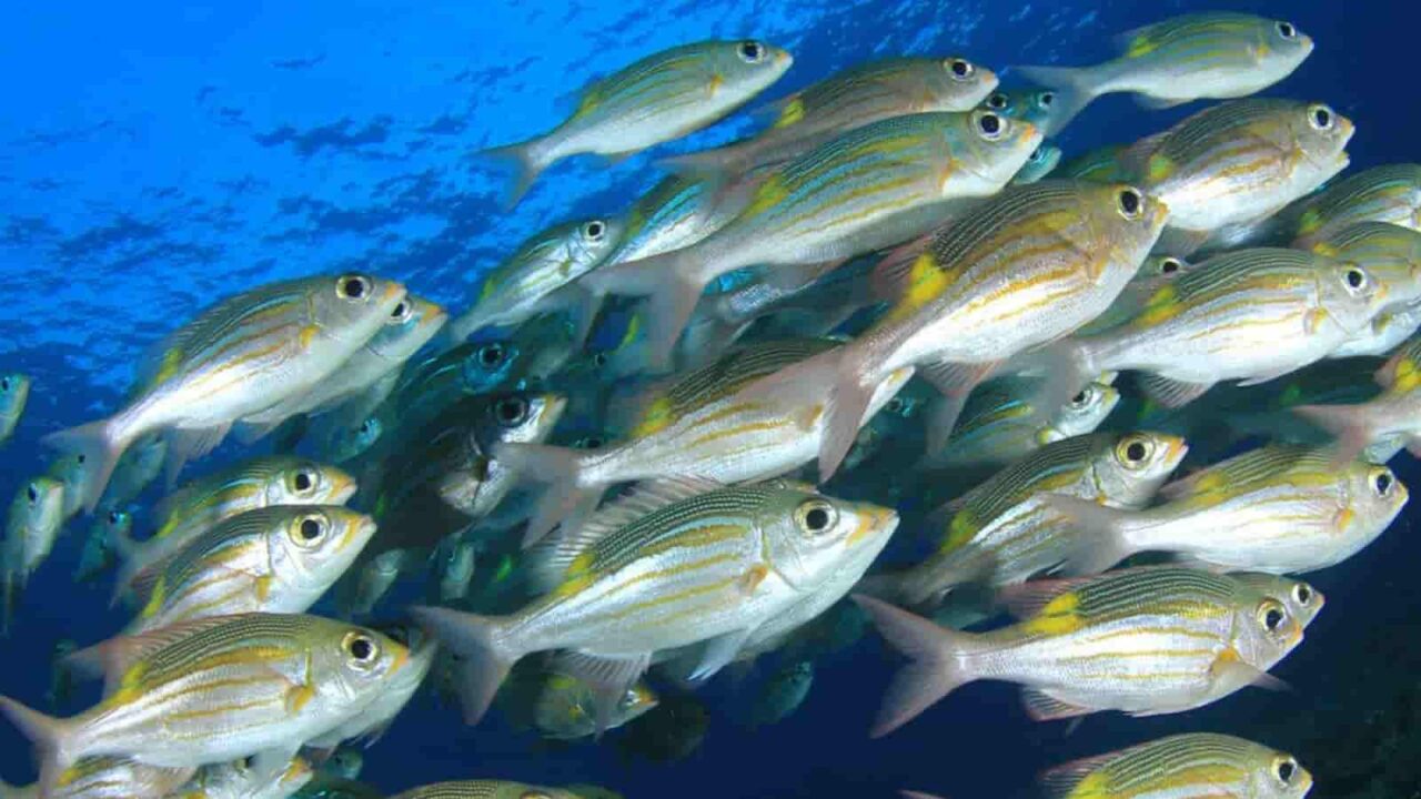 Fish Tank Floorshow Night 2023 History, Dates, Activities, and FAQs
