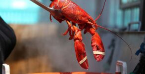 NATIONAL LOBSTER DAY 2023 (US) Activities, Significance, and Dates