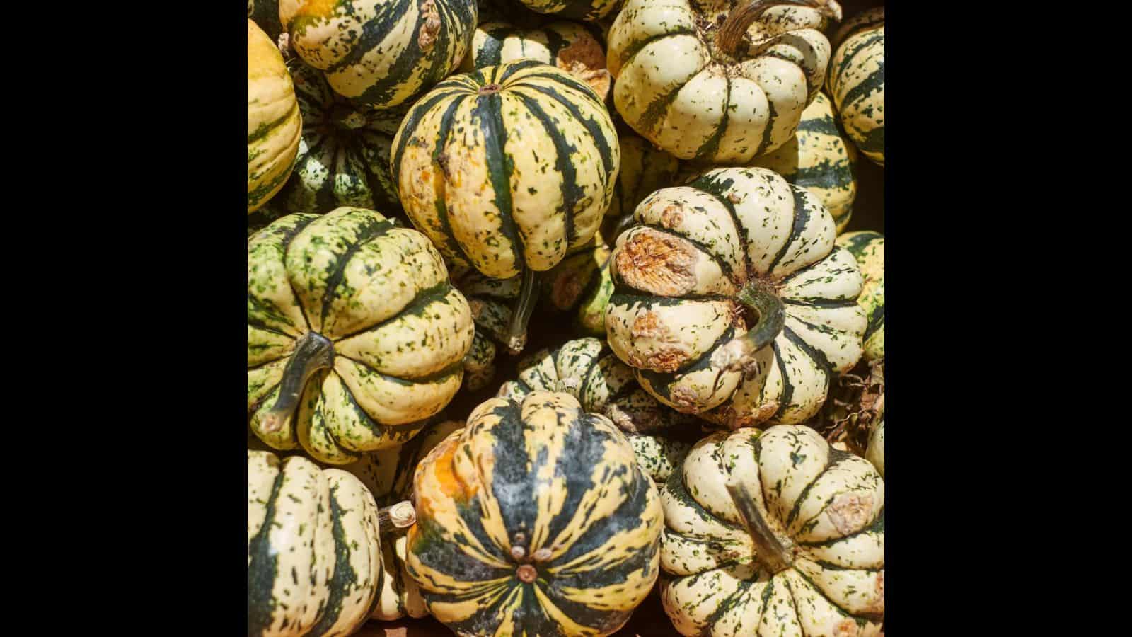 National Acorn Squash Day 2023 U.S Dates, History, Activities, Facts