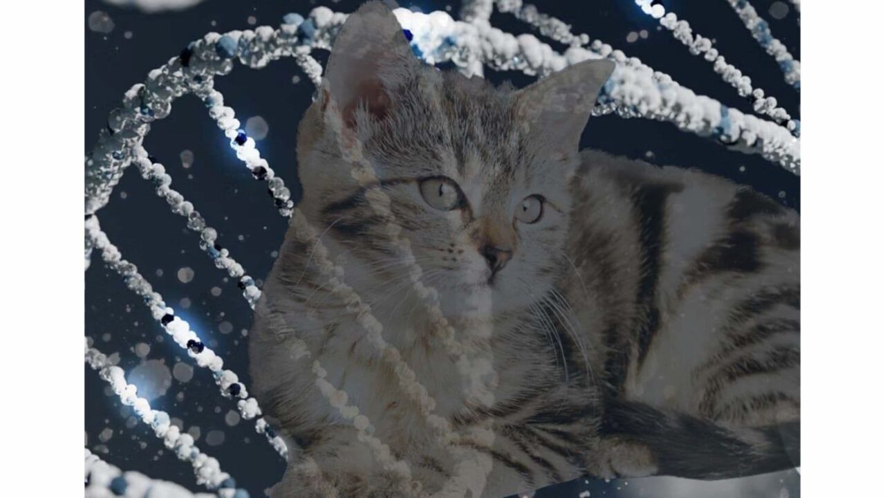 National Cat DNA Day 2023