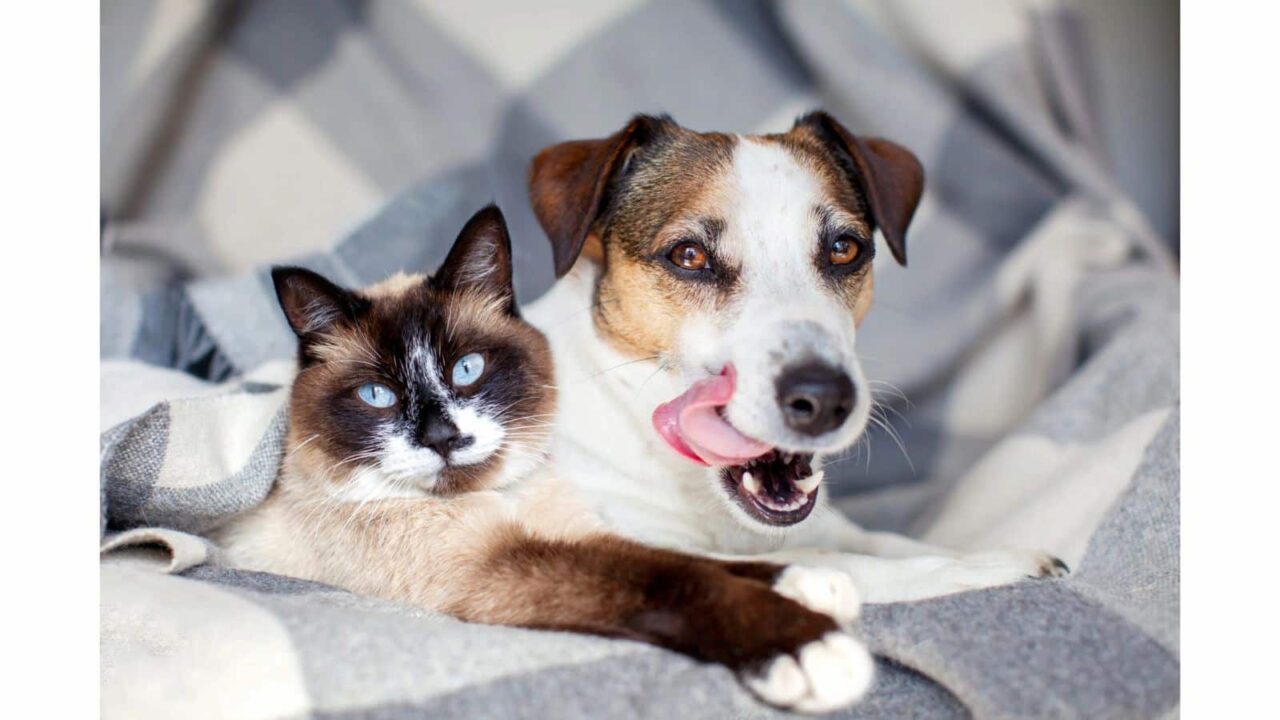 National Cat & Dog Gut Health Awareness Day 2023