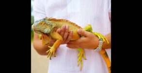 National Iguana Awareness Day 2023
