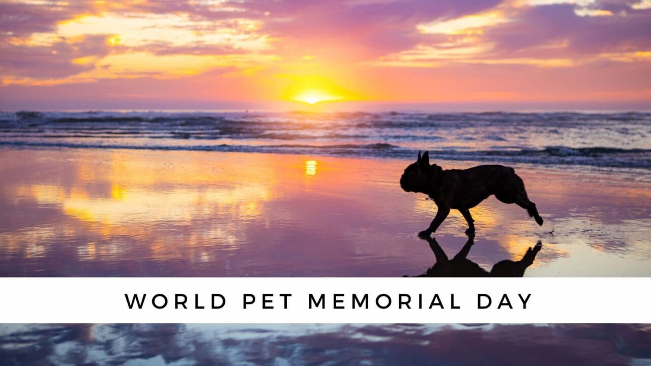 National Pet Memorial Day 2023