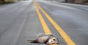 National Roadkill Day 2023 Date, History, Facts about Roadkill
