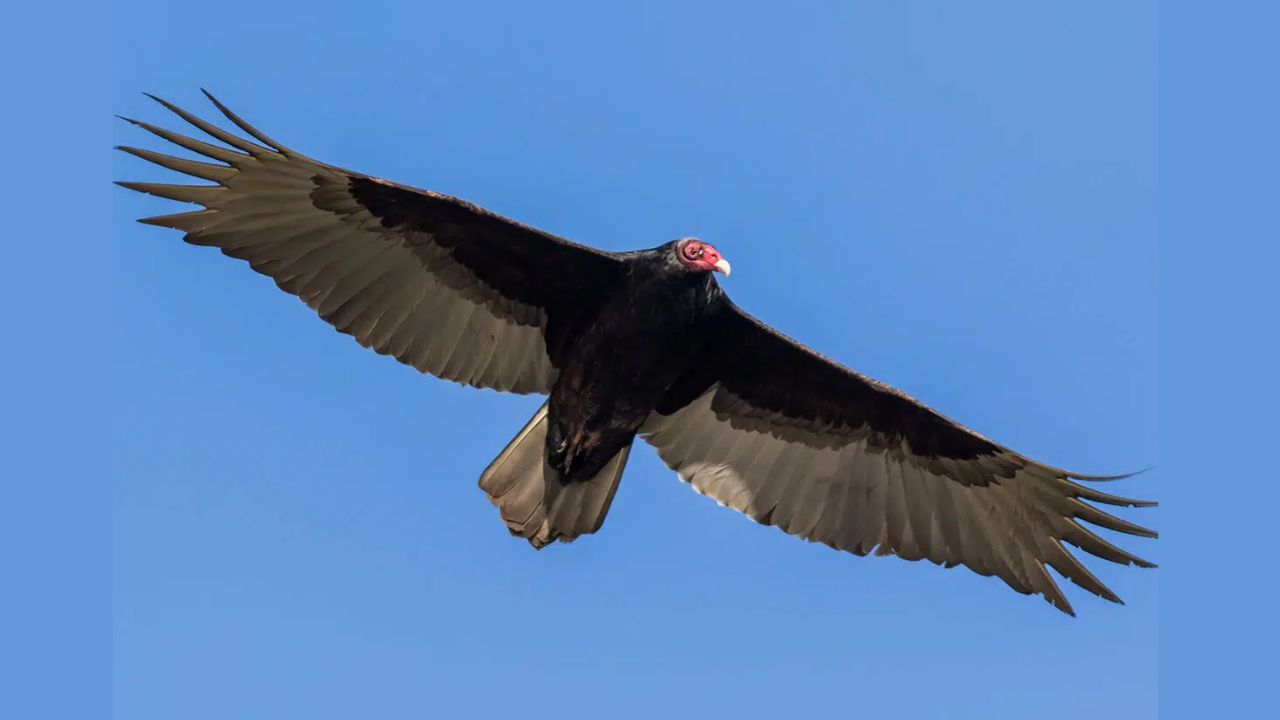 Turkey Vulture Day 2023