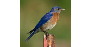 Bluebird of Happiness Day 2023: Date, History, Facts about Bluebird