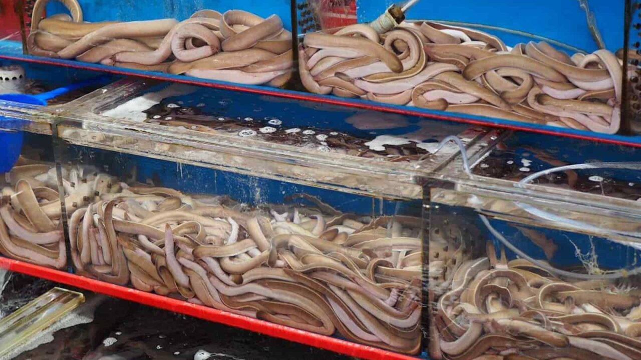 Hagfish Day 2023 History, Activities, FAQs, Dates, and Facts About Hagfish