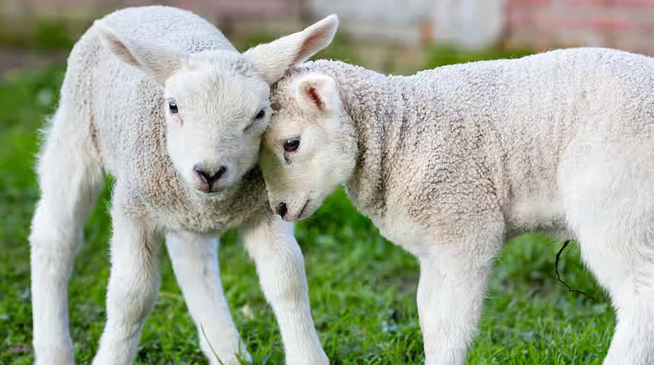 Hug a Sheep Day 2023 Activities, History, FAQs, Dates, and Facts About sheep