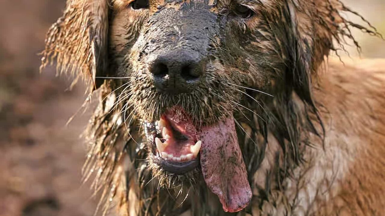 Muddy dog day 2023 Activities, Dates, FAQs, History, and Facts About Dogs
