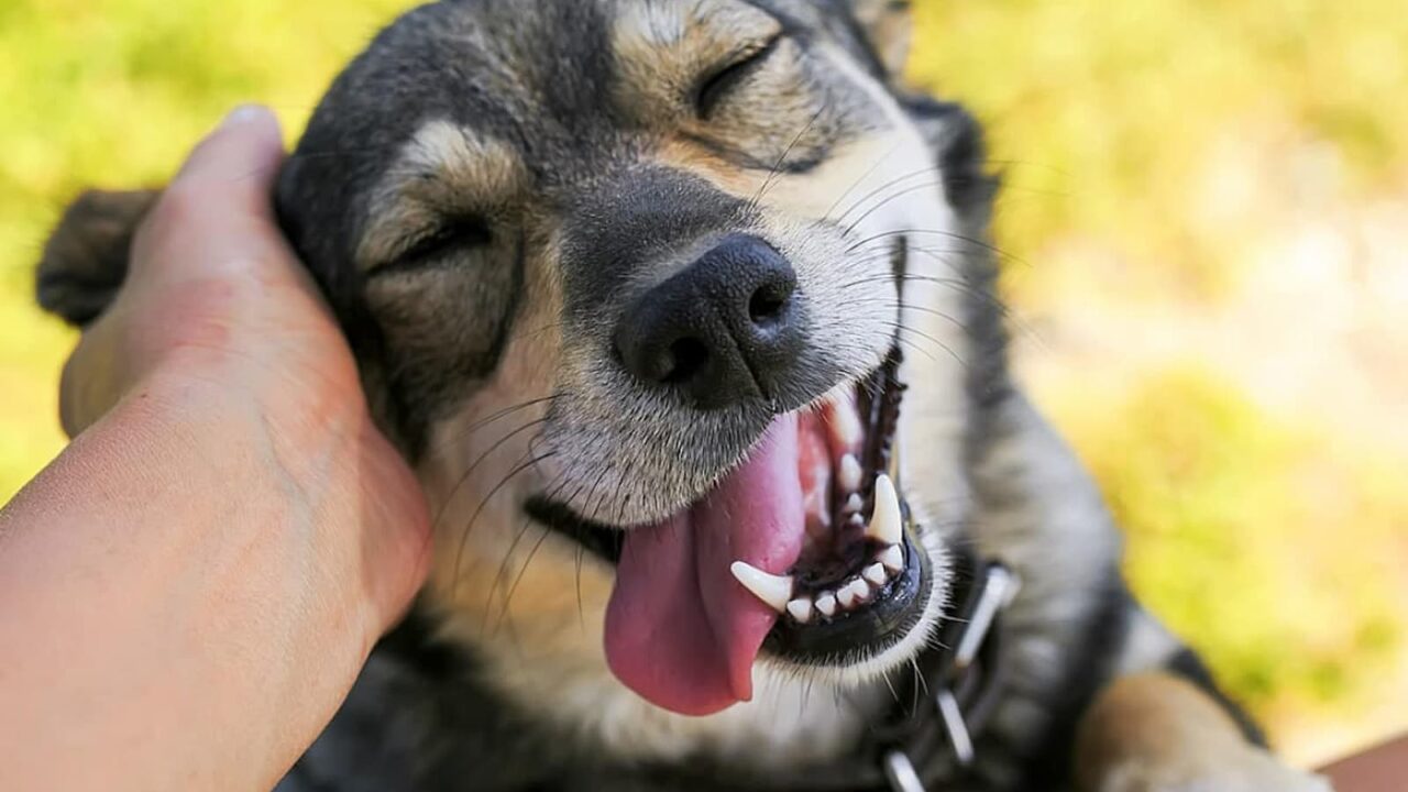 National Make a Dog’s Day 2023 Activities, History, FAQs, Dates, and Facts About Dogs