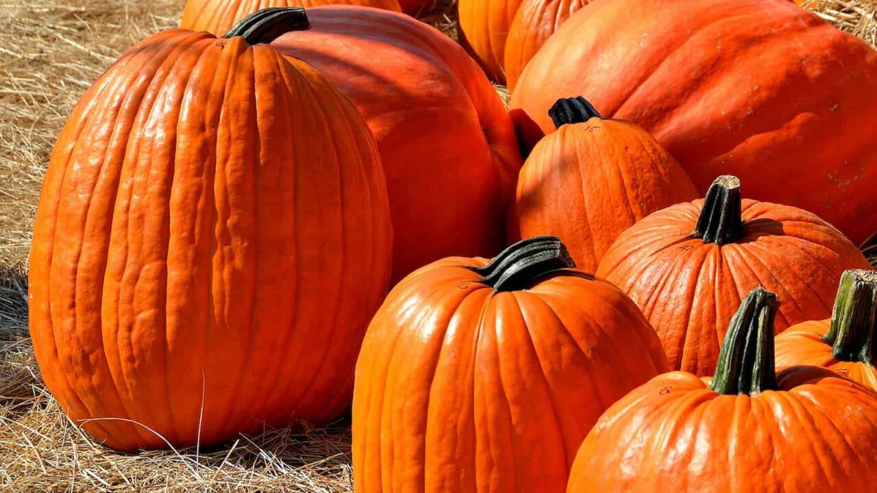 National Pumpkin Day 2023 Activities, Dates, FAQs, and History