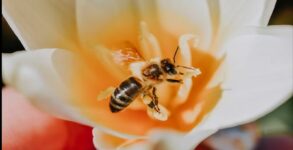 Understanding the Decline of Pollinating Insects