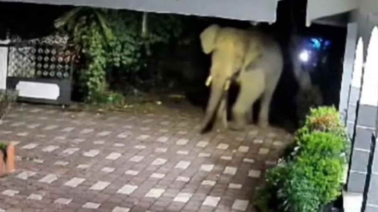 TN: Wild tusker attacks forest officials in Gudalur, CCTV footage goes viral