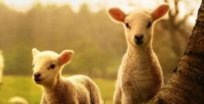 World Farm Animals Day 2023 History, Activities And FAQs