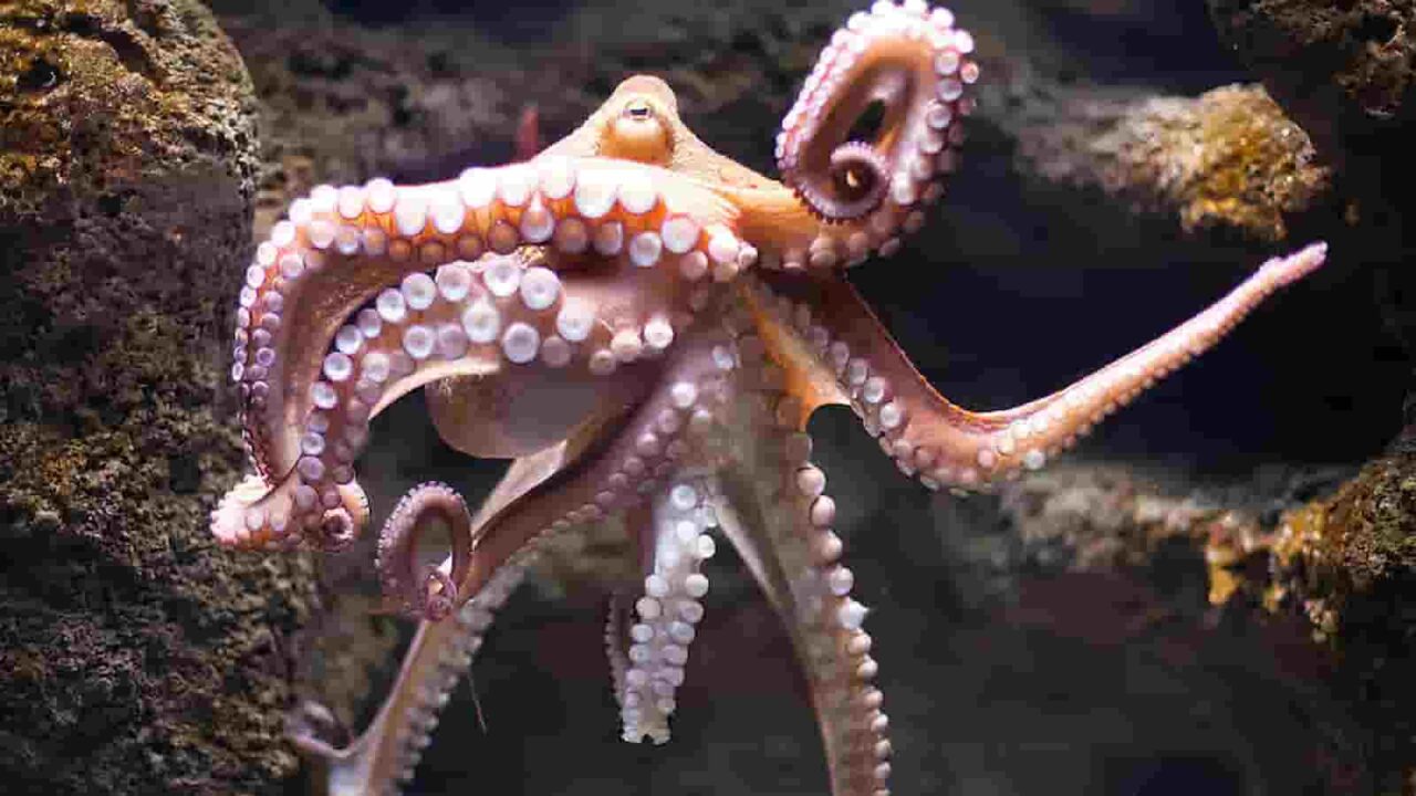 World Octopus Day 2023 History, Activities And FAQs