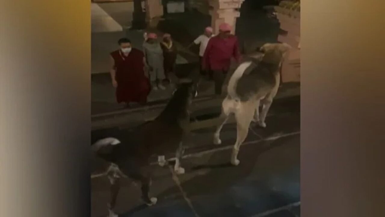 Bihar: Stray dogs enter into Bodh Gaya temple, scare off the devotees