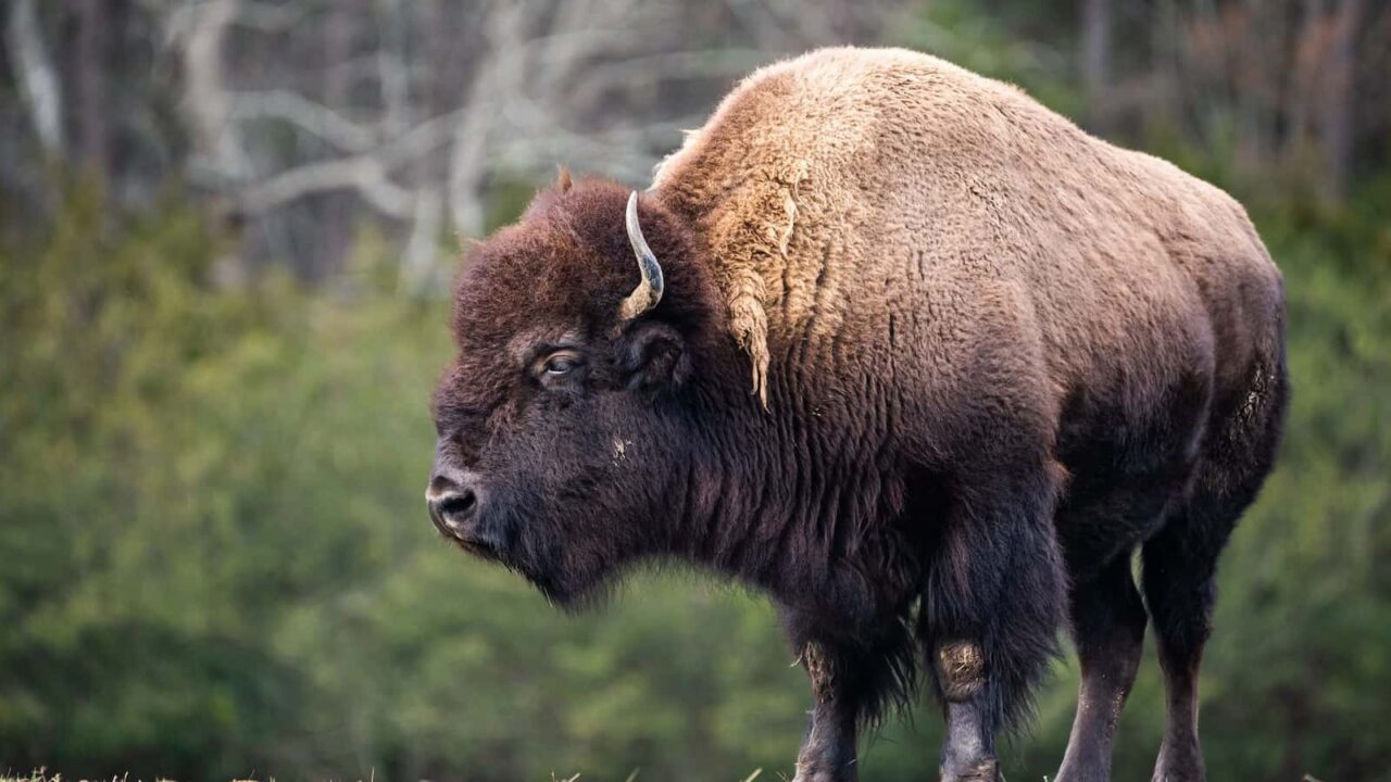 National Bison Day 2023 Activities and Dates