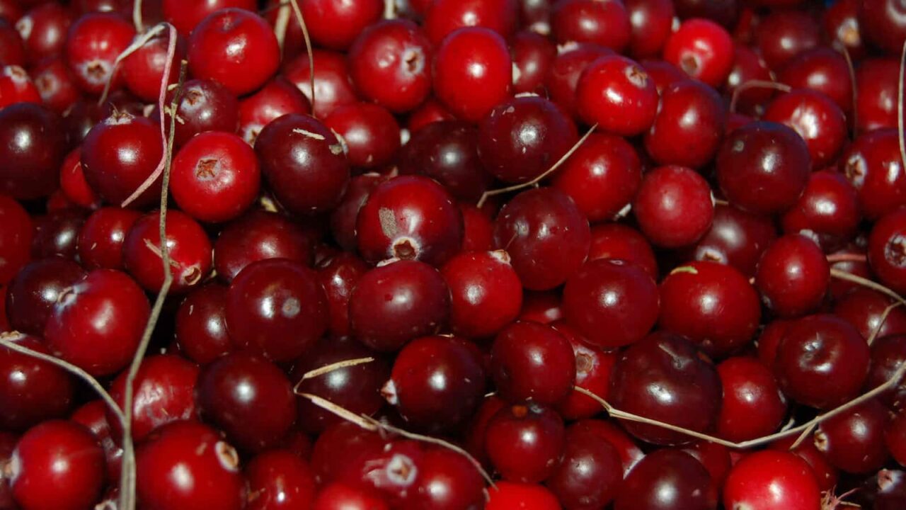 National Cranberry Relish Day 2023 History, Activities, Dates, FAQs, and Facts About humble cranberry
