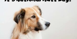 National Mutt Day 2023 Activities and Dates