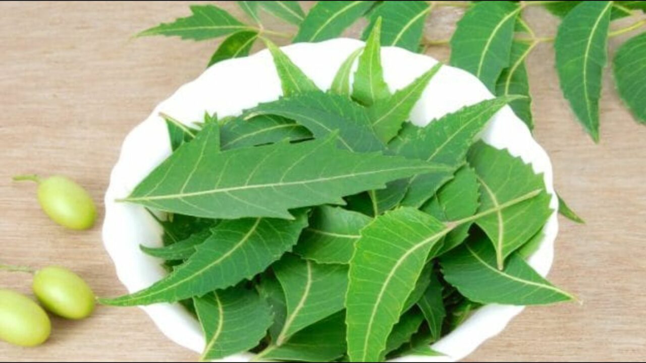 What are the Health and Beauty Benefits of Neem Plant