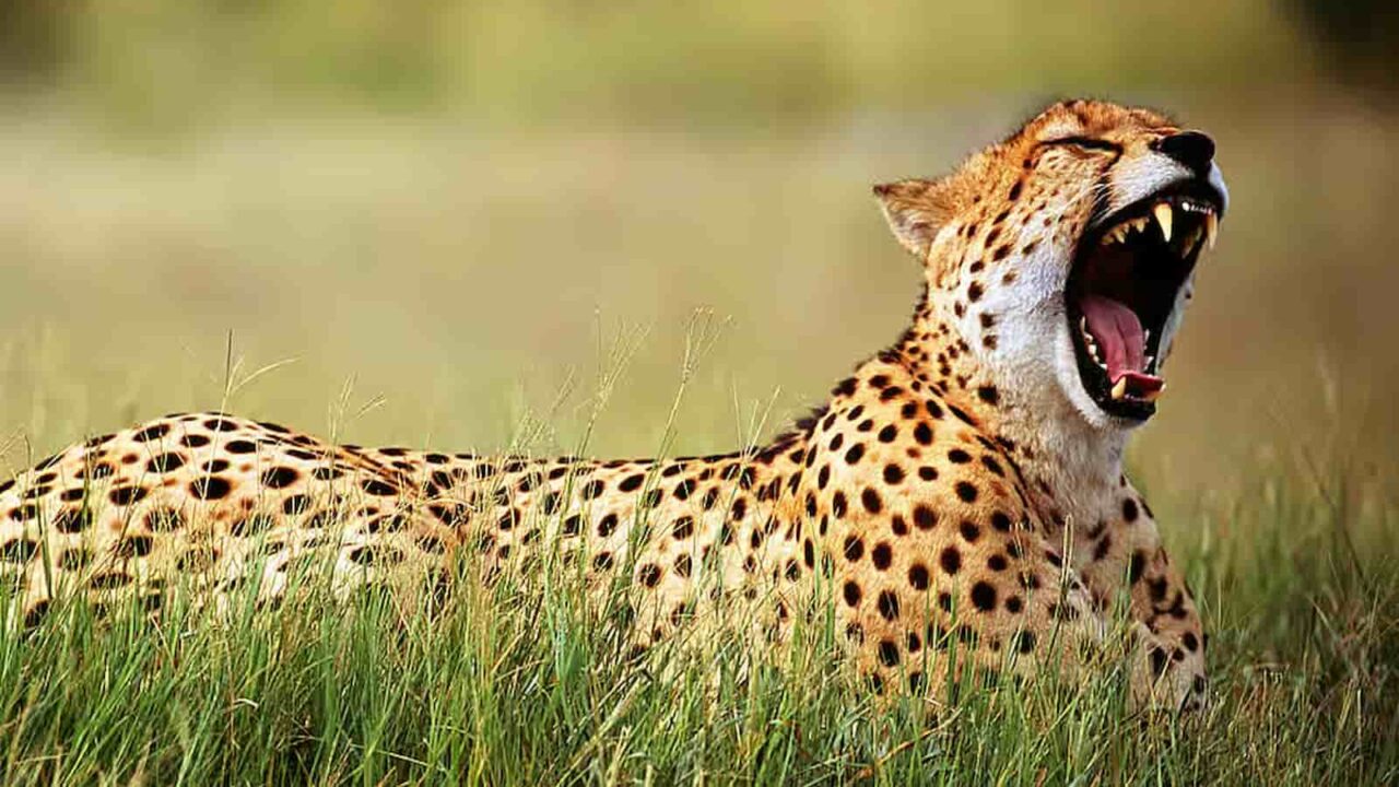 International Cheetah Day 2023 History, FAQs, Dates, and Activities