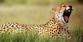 International Cheetah Day 2023 History, FAQs, Dates, and Activities