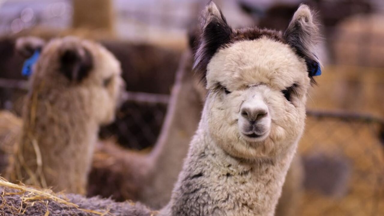 National Llama Day 2023 Activities and Dates