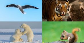 World Wildlife Conservation Day 2023 History, Activities, Dates, FAQs, and Facts About wildlife