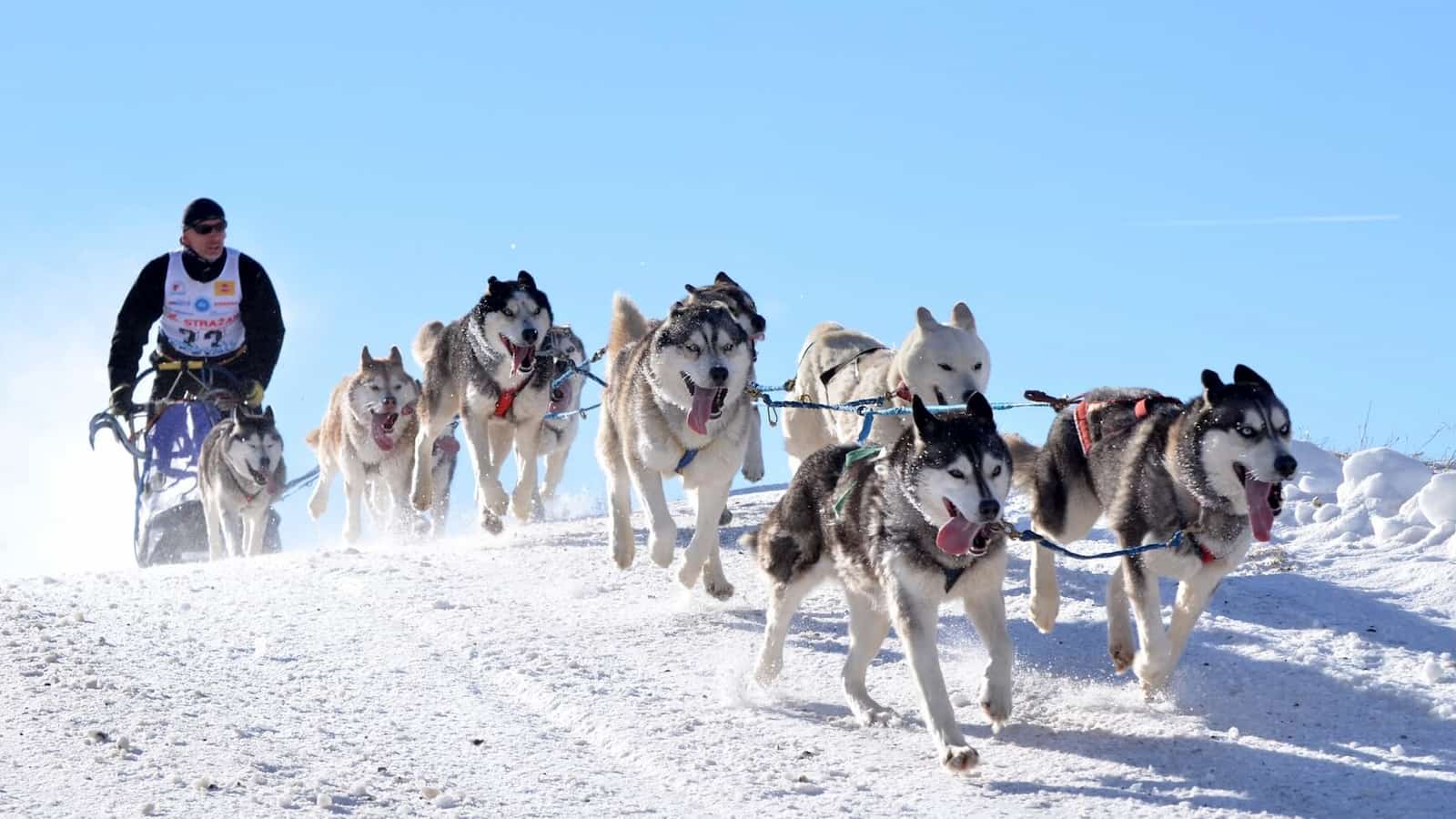 Sled Dog Day 2024 (US) Activities, FAQs, Dates, History, and Facts About Sled Dog