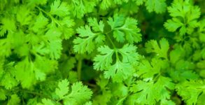 I Hate Coriander Day 2024 FAQs, Dates, History, and Activities