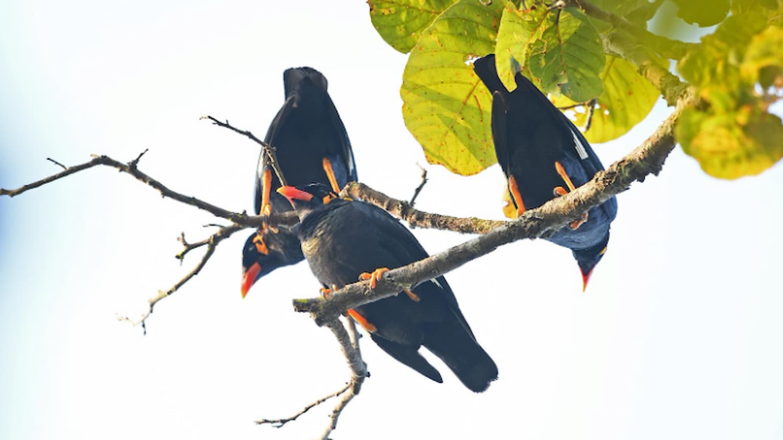 Chhattisgarh's Kanger Valley National Park Bird Survey from Feb 25