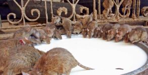 Karni Mata Temple Where 20,000 worshipped rats reside and are fed