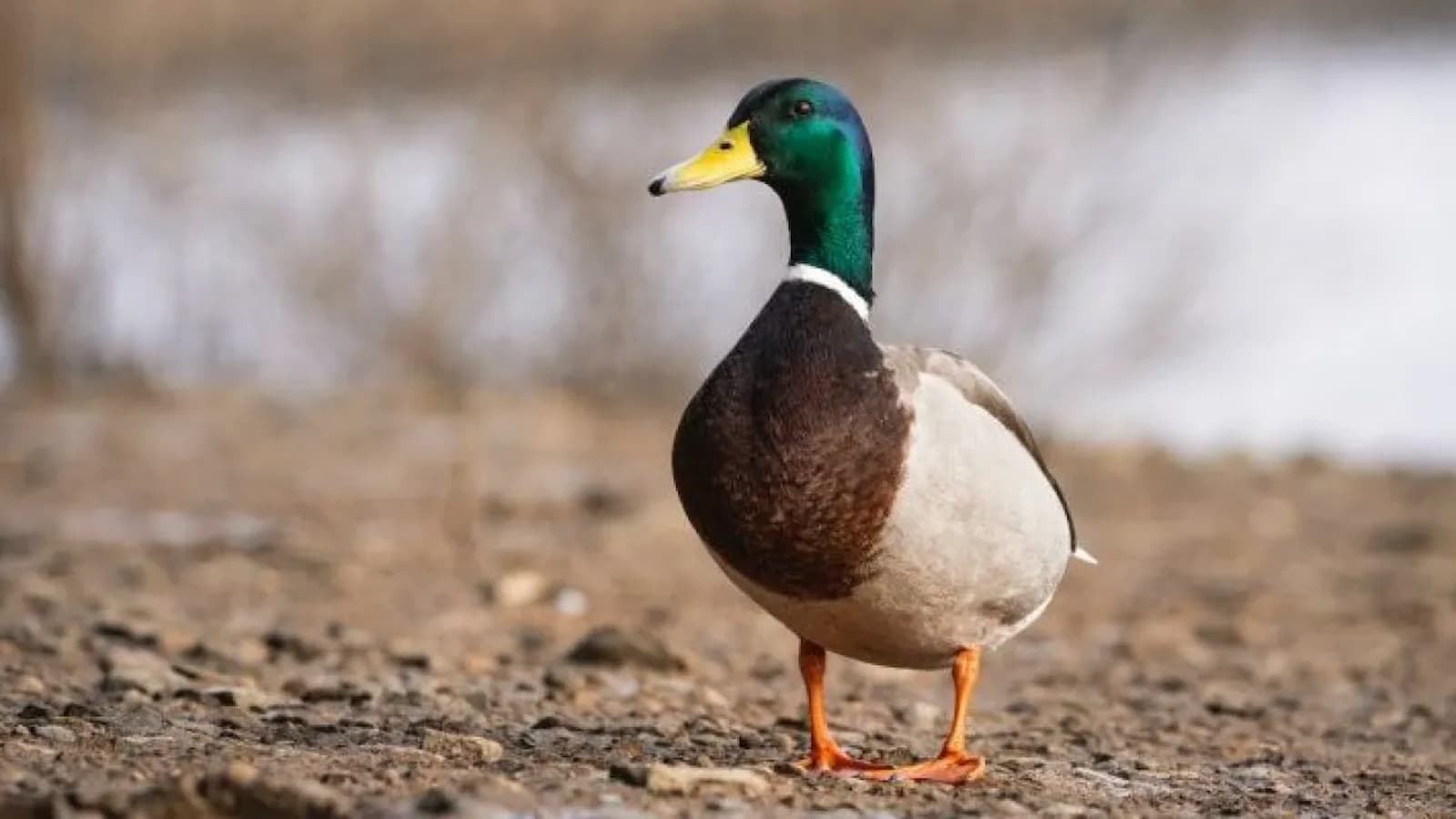 National Lame Duck Day 2024 (US) Activities, History, FAQs, and Dates